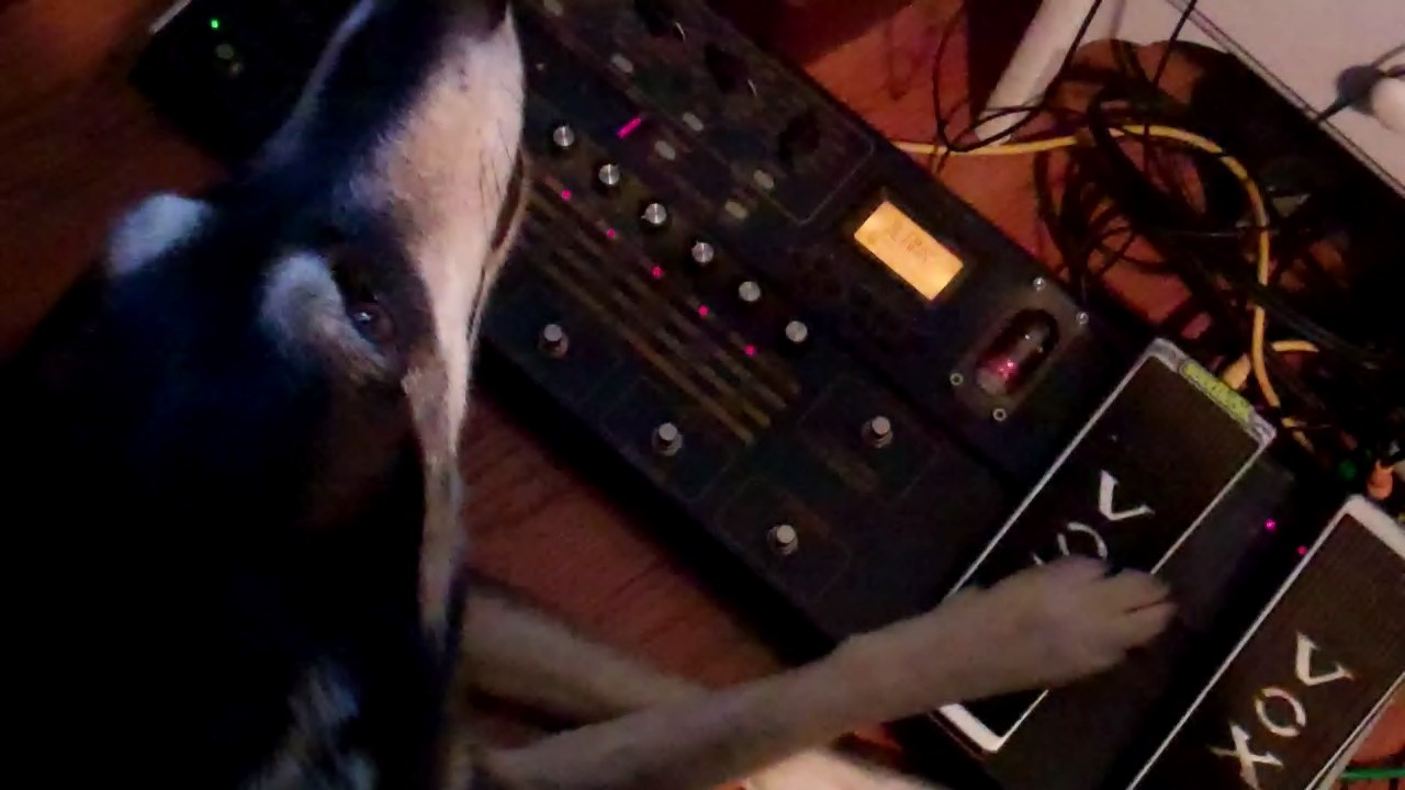 Dog With Guitar Pedal