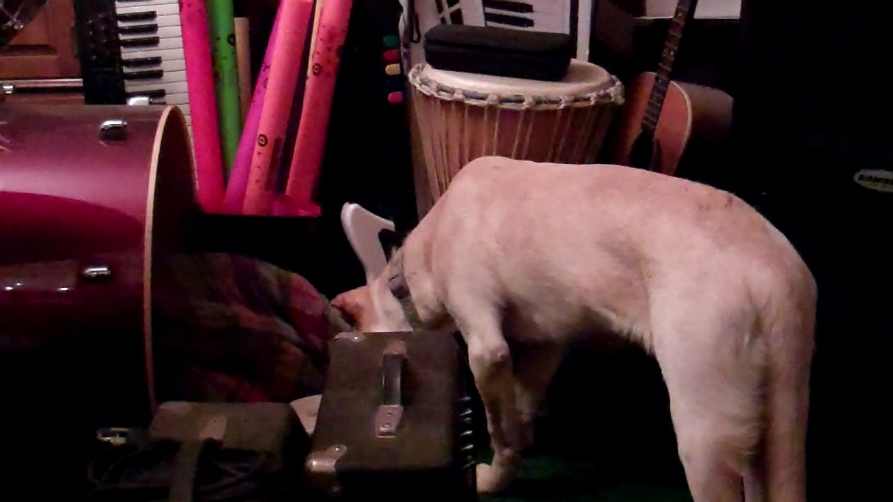 Dog With Drums