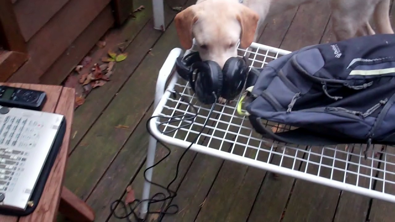 Dog With Headphones